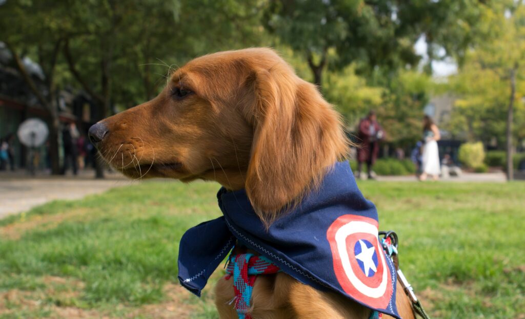 pet superhero