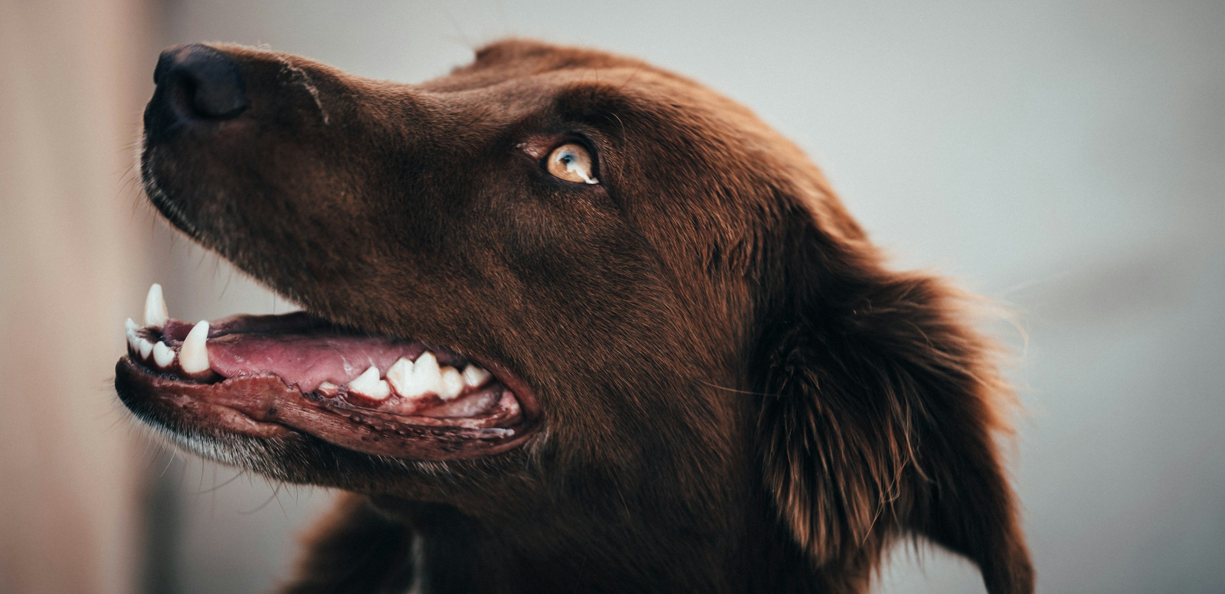 Do Pets Need Routine Dental X-Rays? A Vet Explains brown dog with open mouth showing teeth