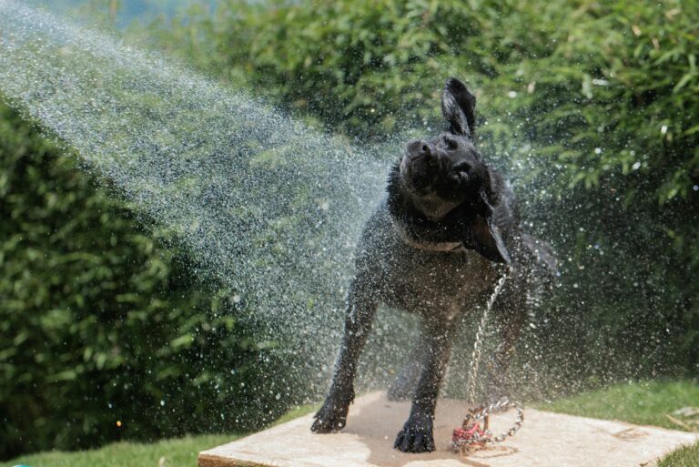 dog getting a shower