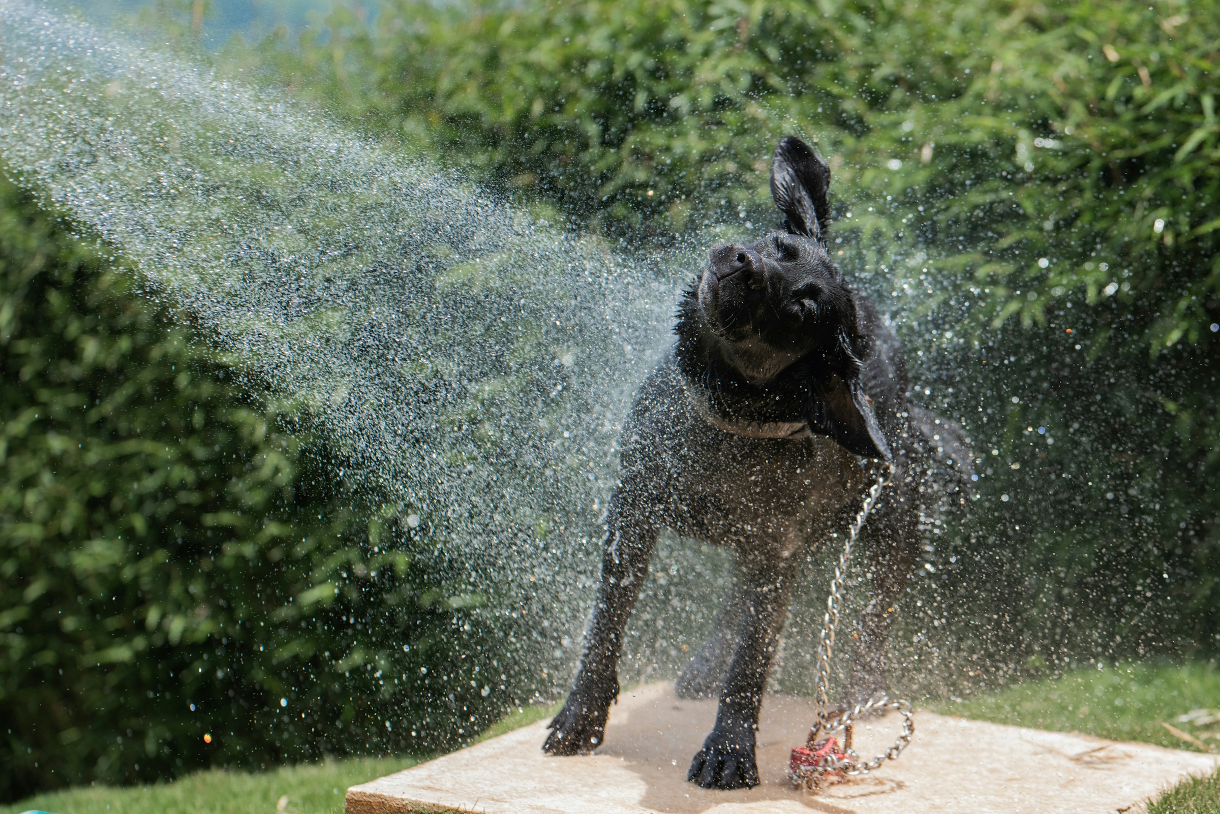 dog getting a shower