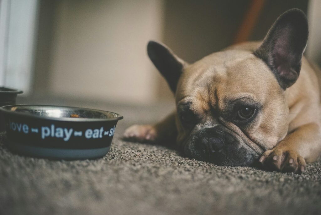 dog laying next to a food bowl