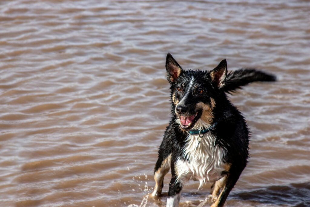 black dog wagging tail in water