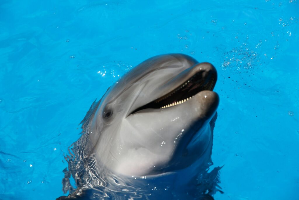 bottlenose dolphin