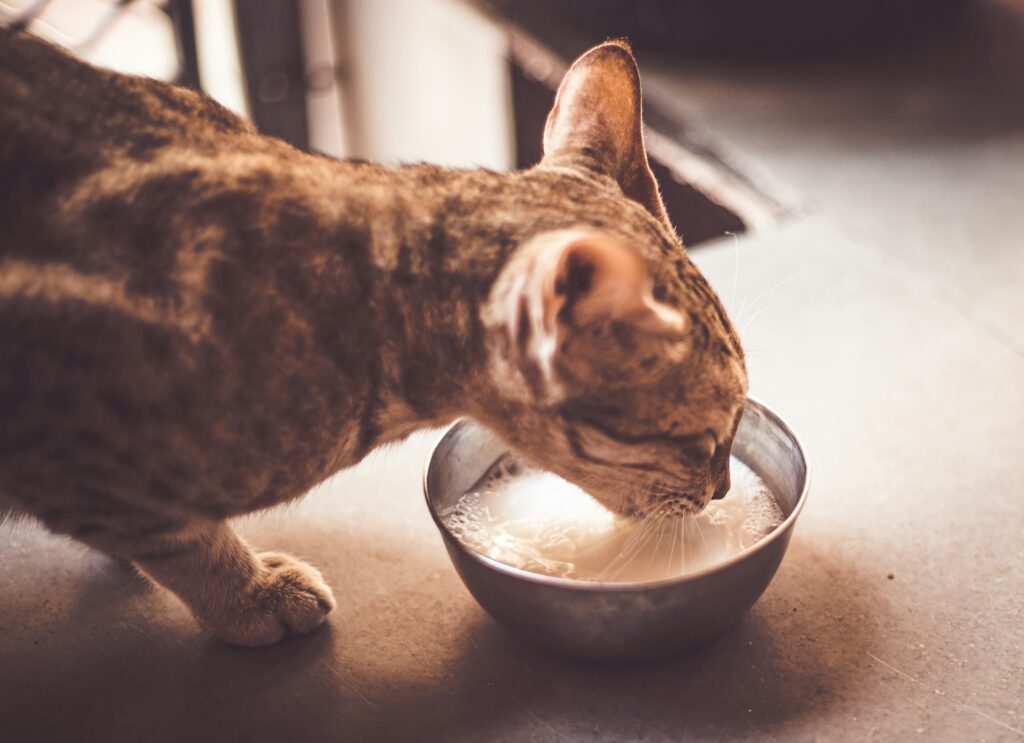 cat drinking milk