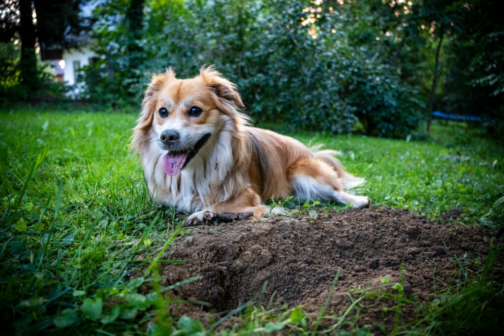 dog sitting next to a digging hole