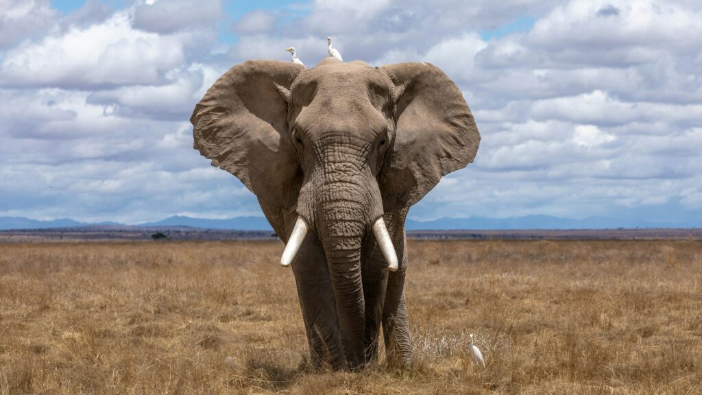elephant on a savannah