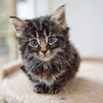 🌟 Understanding Pet Anxiety: Signs, Causes, and Solutions anxious little kitten