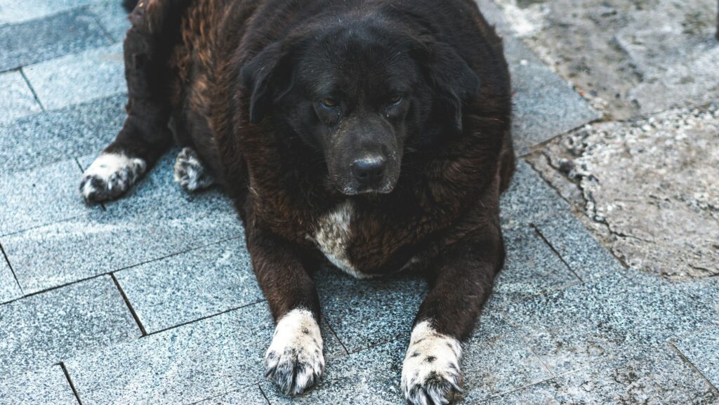 big dog laying down