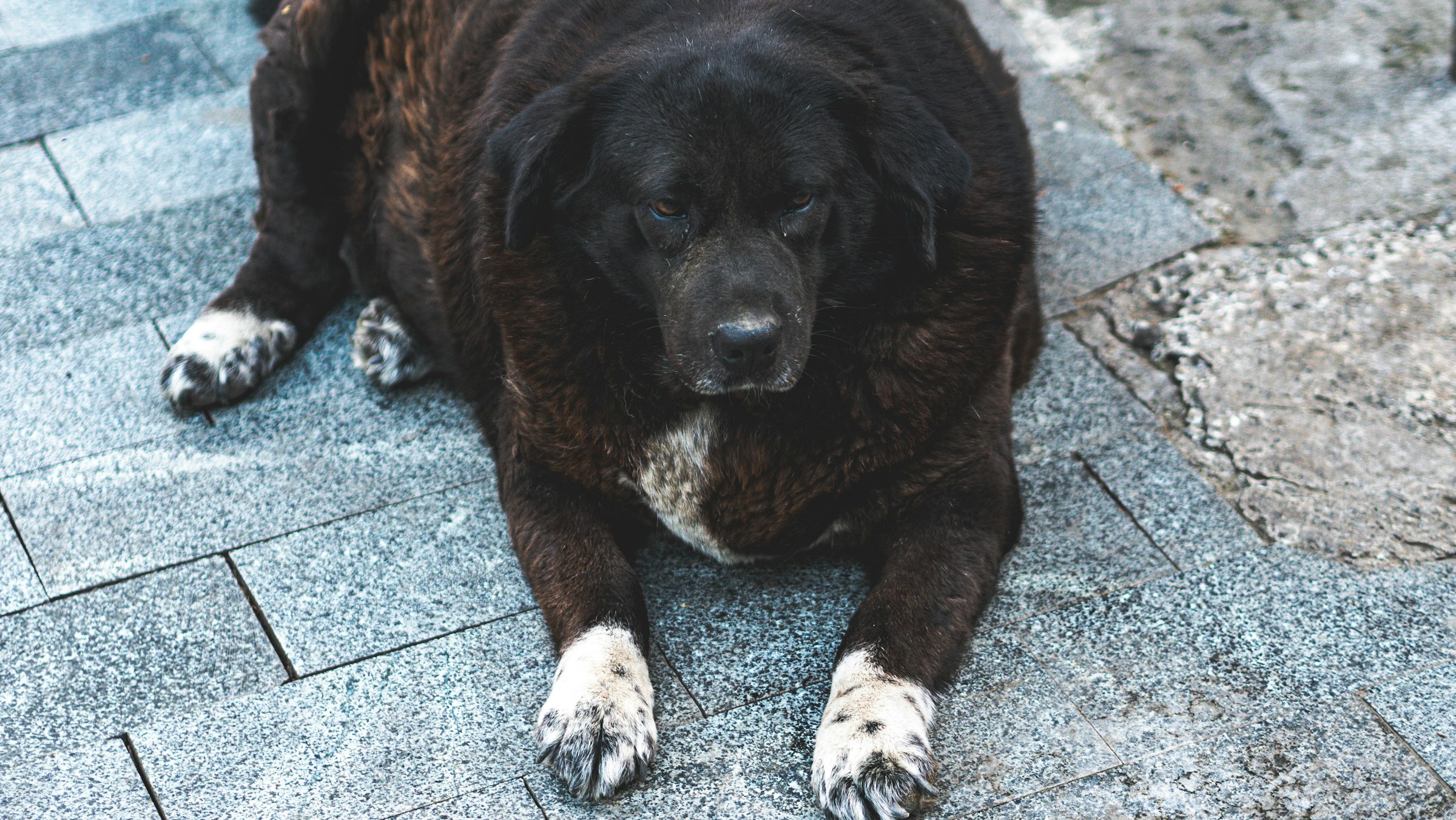 big dog laying down