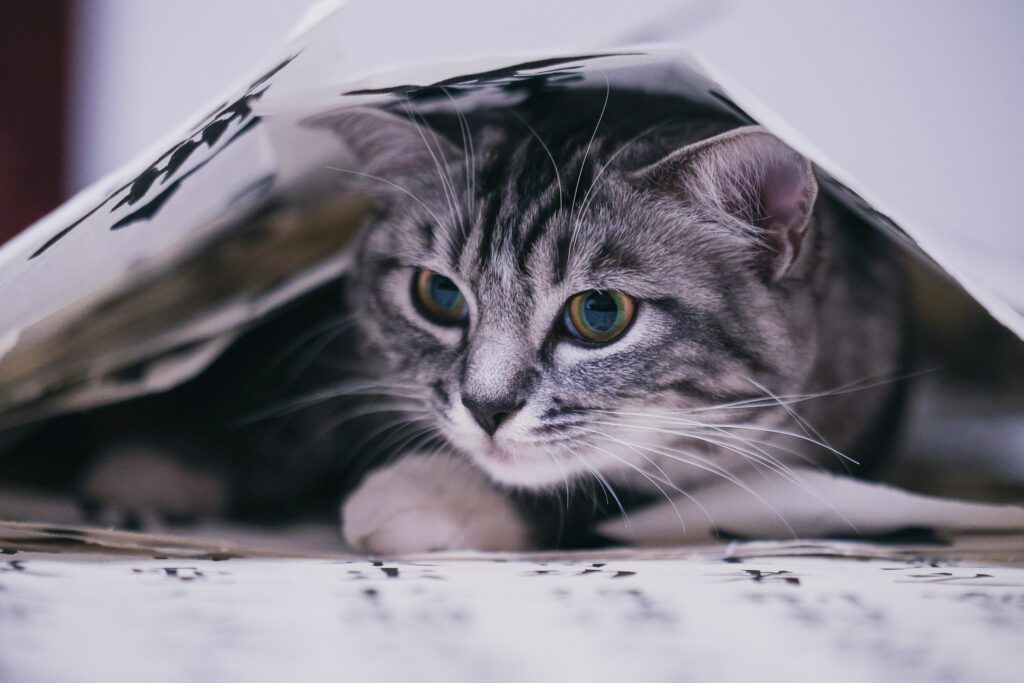 cat hiding under blanket