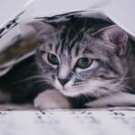 Why Cats Hide When They’re Sick (and Why It Matters) cat hiding under blanket