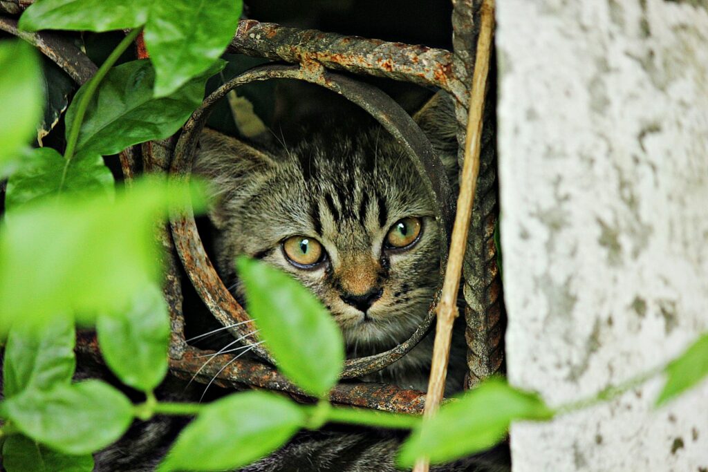 cat hiding outdoors