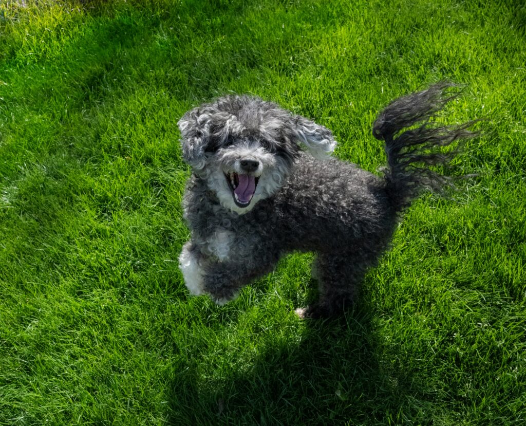 dog in action pose outside on grass
