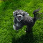 What Your Dog’s Body Language Is Really Saying dog in action pose outside on grass
