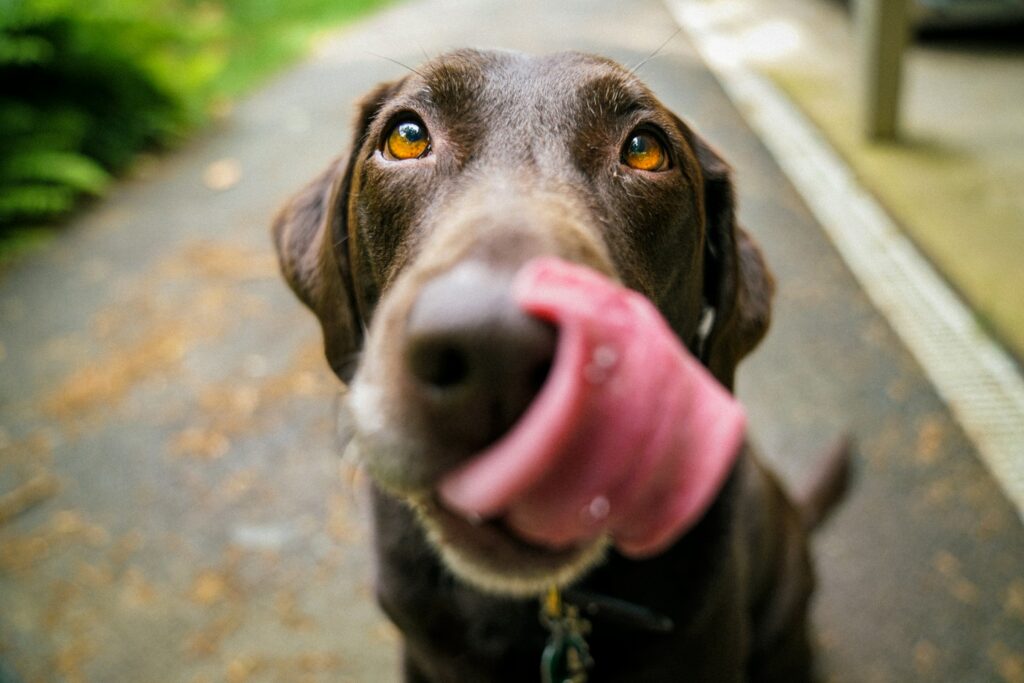 dog licking nose