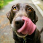 Healthy Treats vs. Harmful Snacks: What’s Safe to Share dog licking nose
