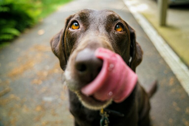 dog licking nose