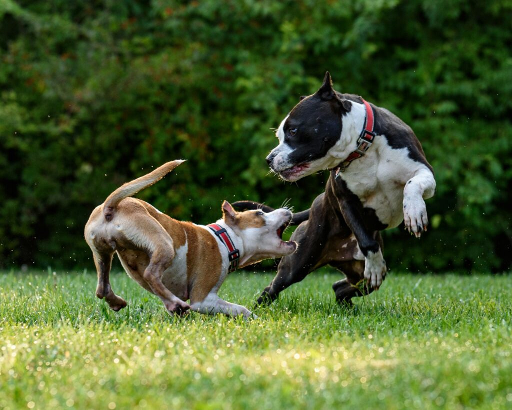 dogs fighting
