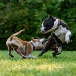 dogs fighting