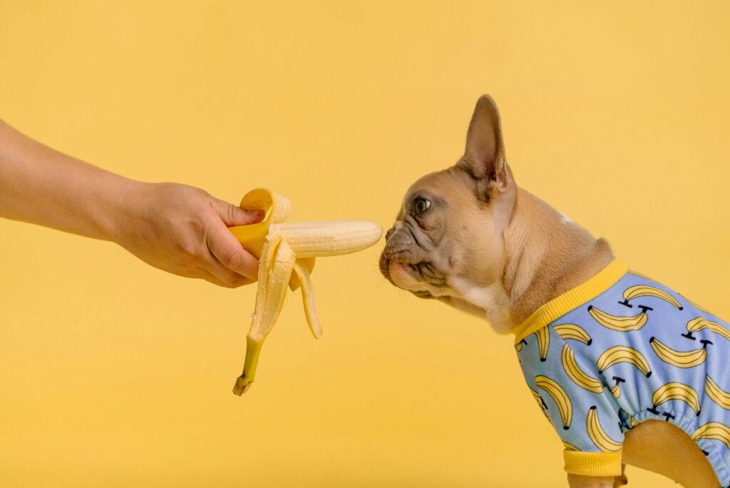 puppy eating banana