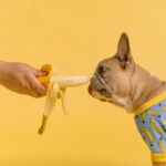 puppy eating banana