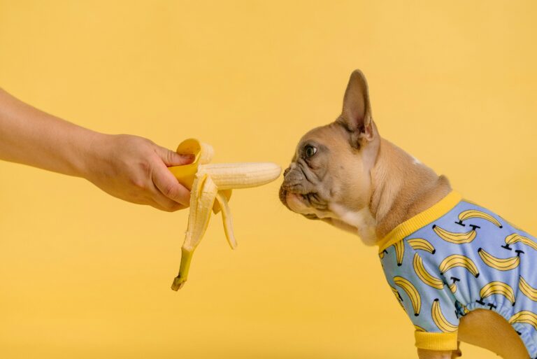 puppy eating banana