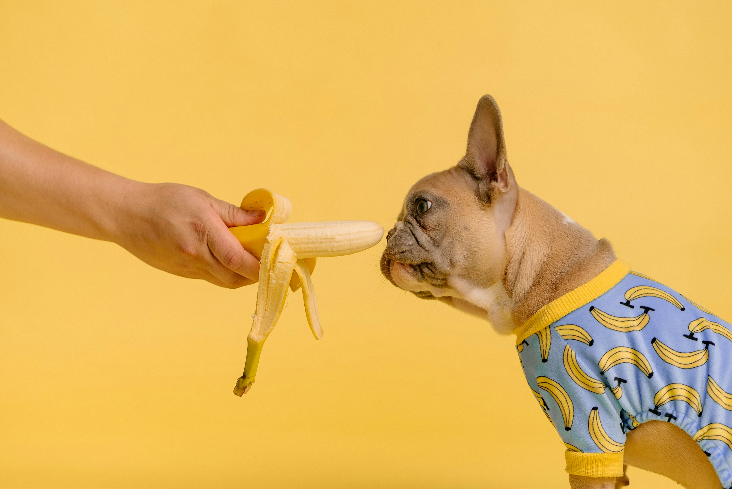 Pet Life Stage Nutrition: How to Choose the Right Food