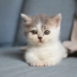 What to Expect at Your Puppy or Kitten’s First Vet Visit Kitten