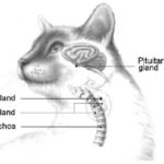 cat-pituitary-gland-location