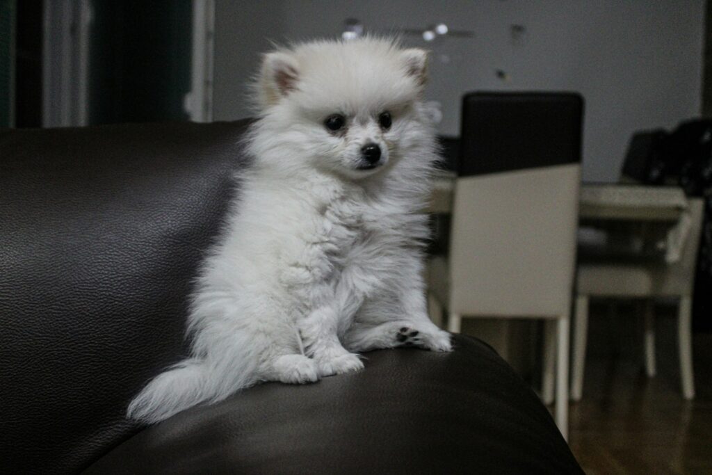 dog waiting patiently
