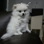 dog waiting patiently