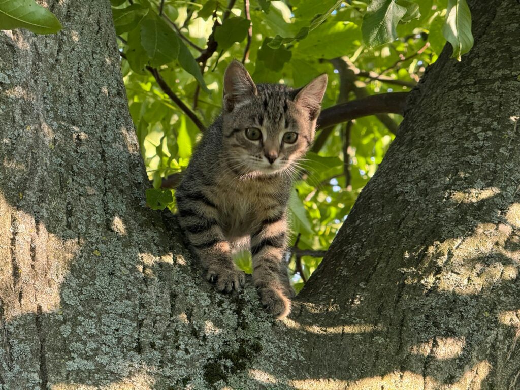 kitten exploring a new environment