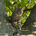 kitten exploring a new environment