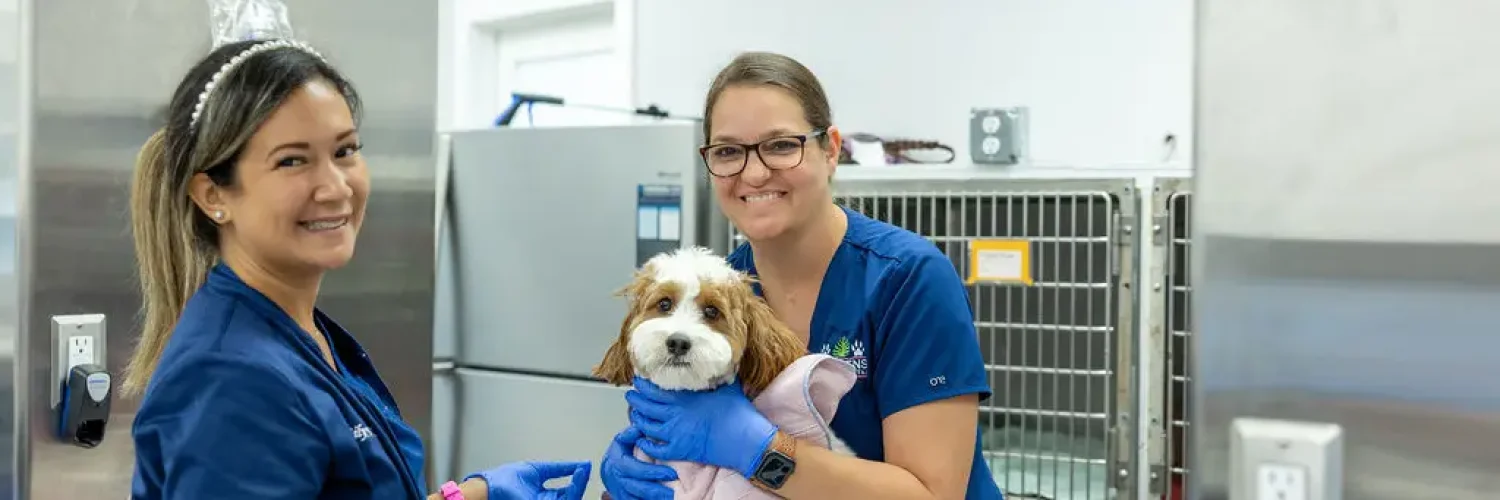 Veteranarians with a dog during cold and flu season for pets
