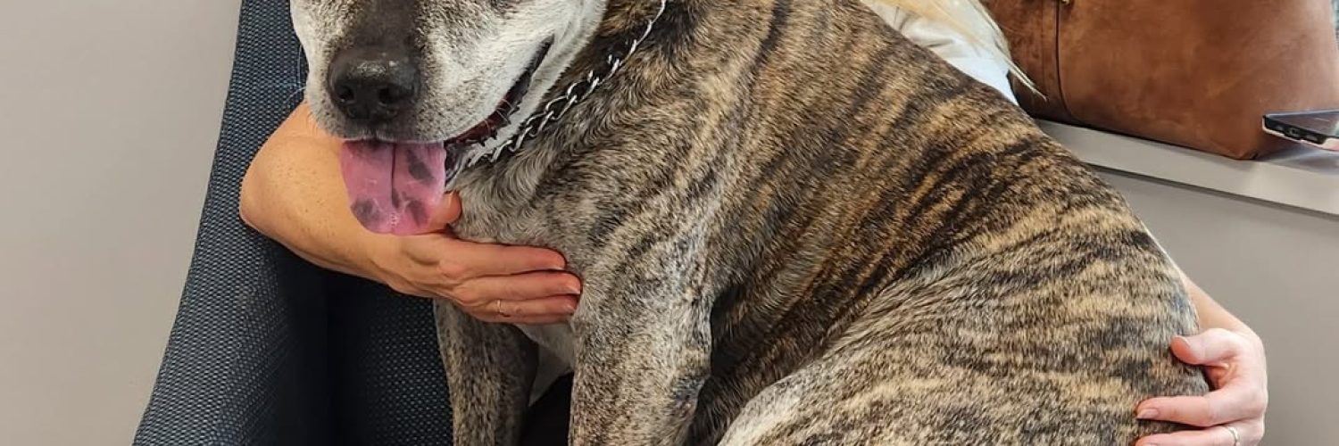 Best part of the vet visit Snuggles in mom’s lap 💙 Even if you’re 92lbs, love makes it work! 🐾