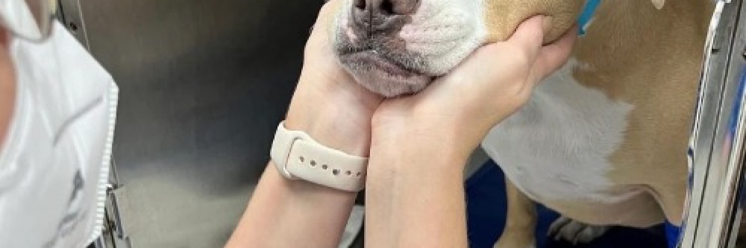 Gardens-Animal-Hospital-Testimonial---Nova