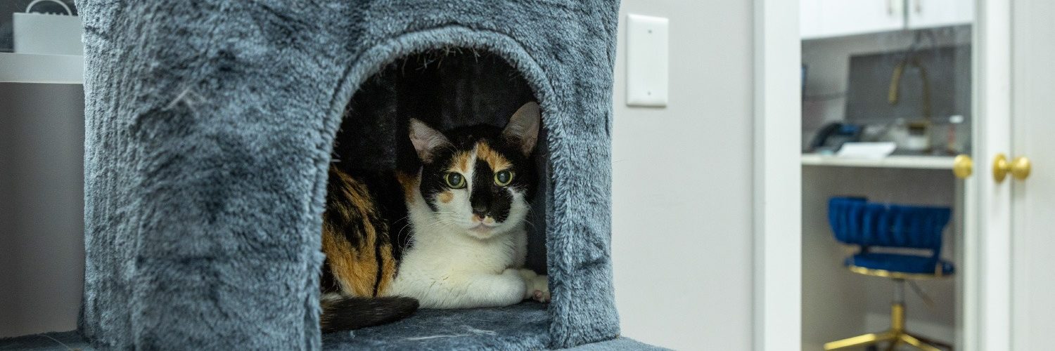 Cat in a cat tower at a vet's office