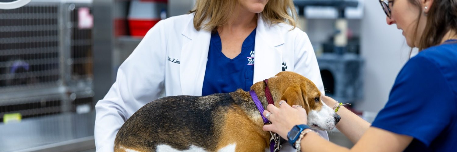 Dr Lisa Ciucci and a dog at Gardens Animal Hospital
