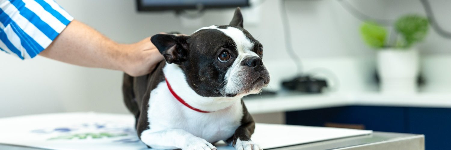 OIder Dog at Gardens Animal Hospital for Senior Pet Care