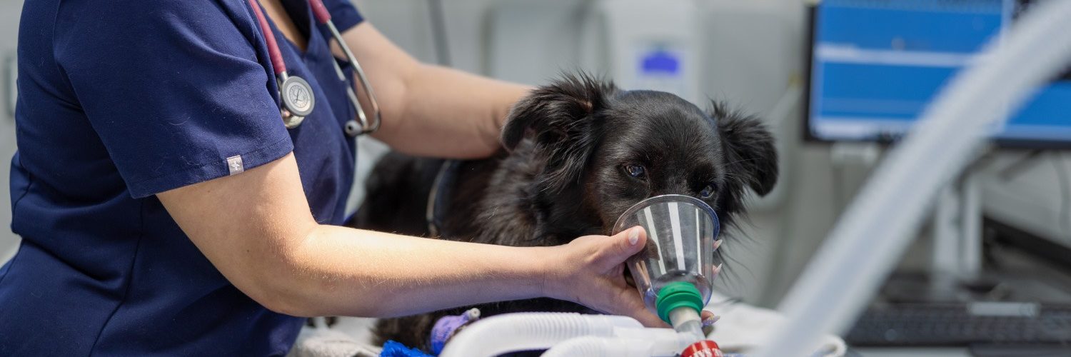 Gardens Animal Hospital Dog Surgery