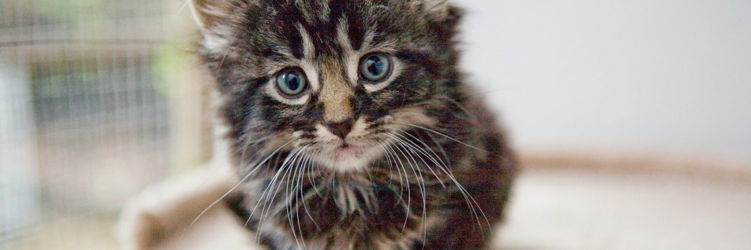 anxious little kitten