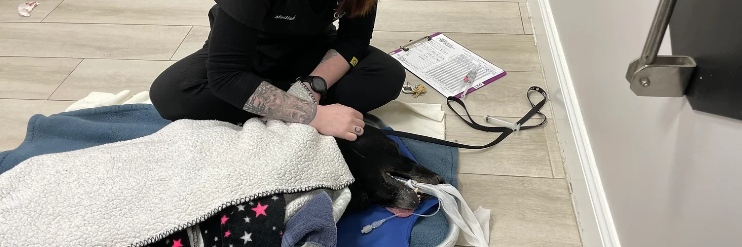 Palm Beach Gardens Animal Hospital K9 Police Dog receiving veterinary care