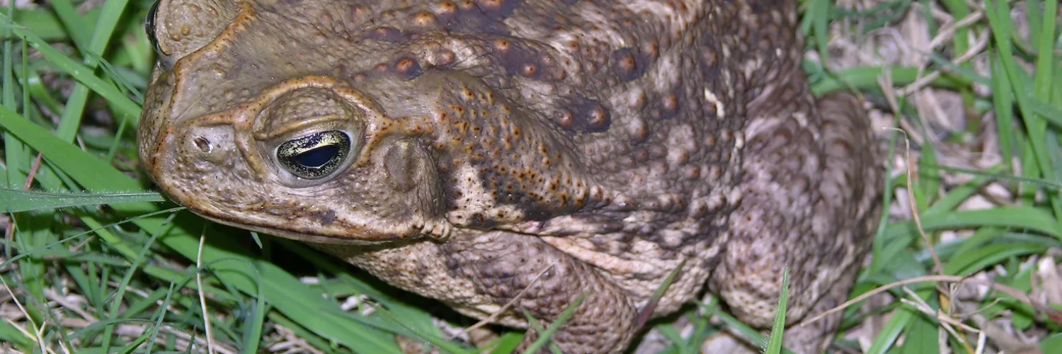Bufo Toad Dangers for Animals