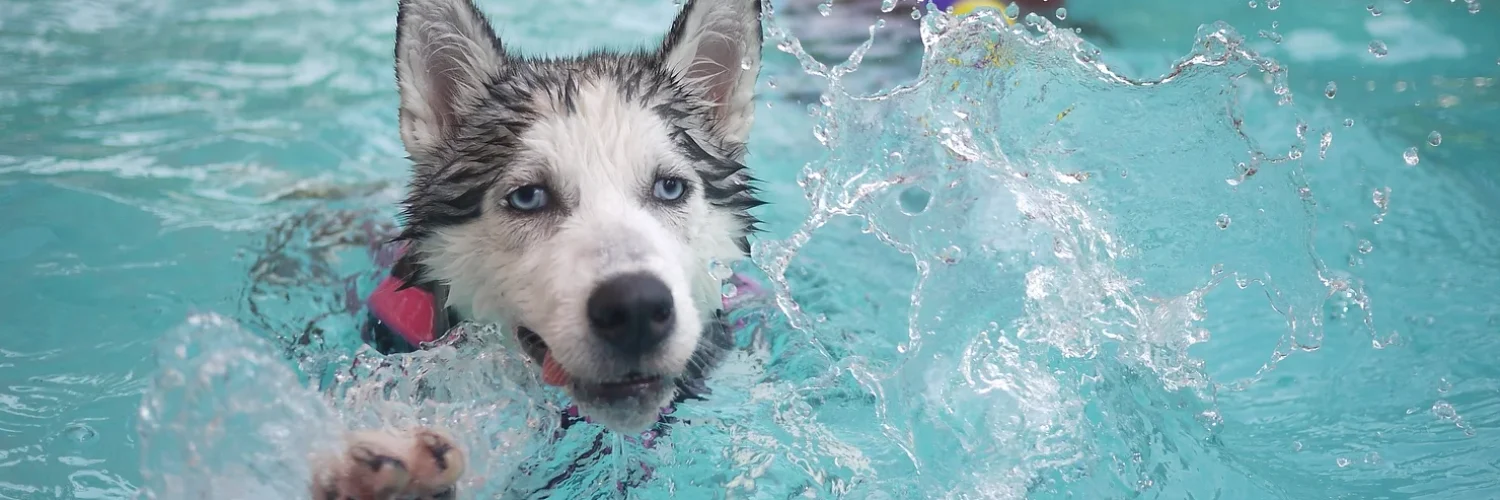 Dog Splashing in a Pool