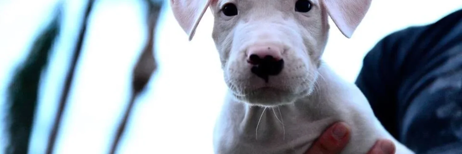a new puppy