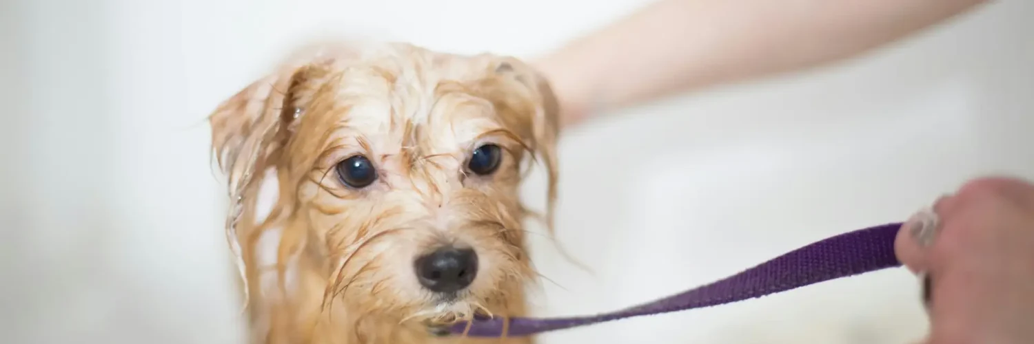 bathe your dog at home