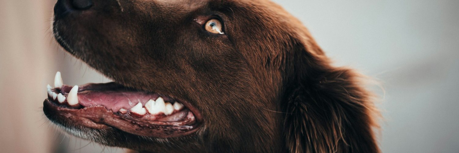 brown dog with open mouth showing teeth