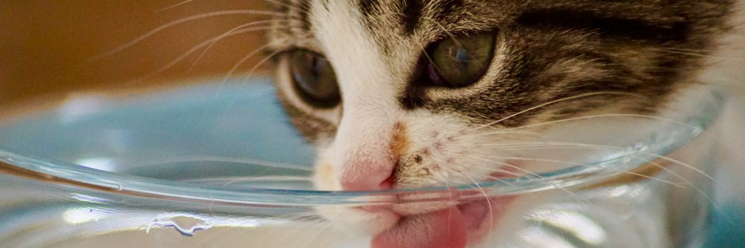 cat drinking water