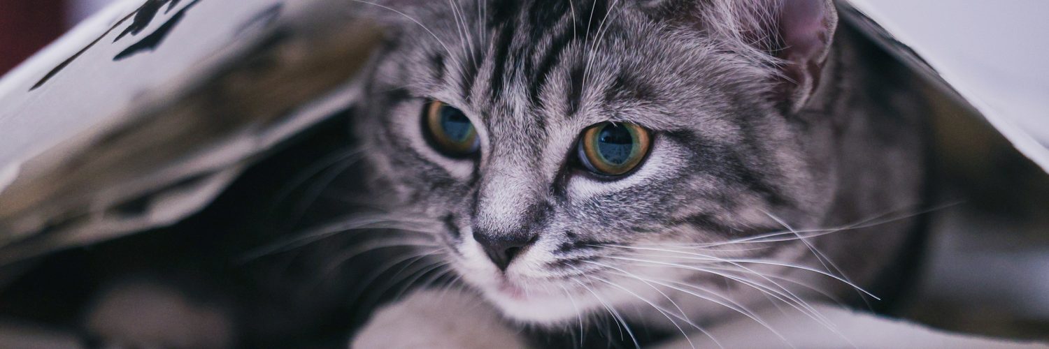 cat hiding under blanket