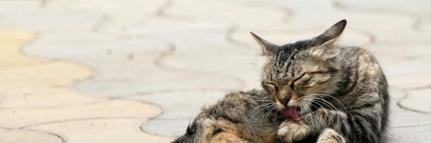 cat in pain licking paw